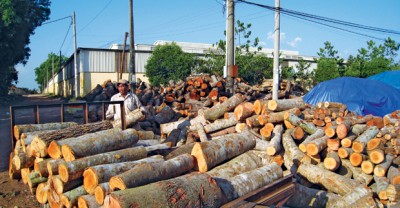 Doanh nghiệp ngành gỗ chuẩn bị cho VPA FLEGT